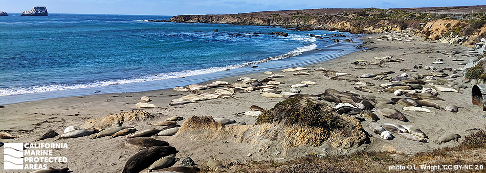 elephant seals lying on a crescent beach